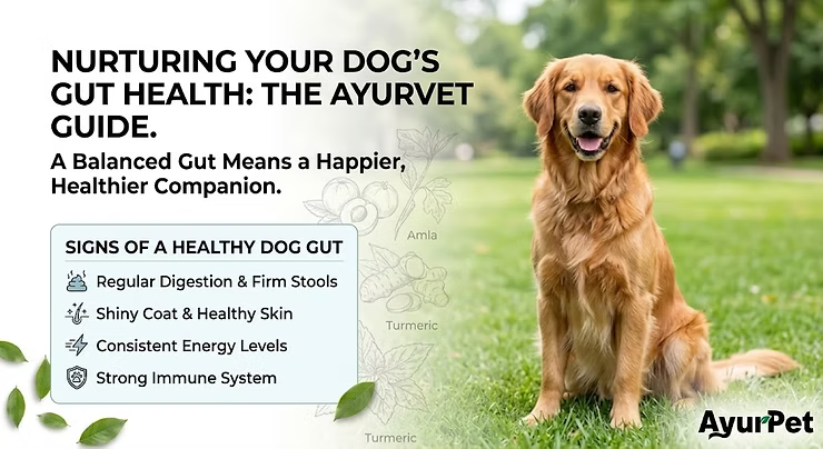 Best products for Dogs' Gut health : 793 vets in India advocated for these