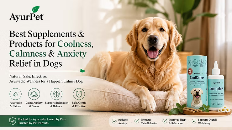 Best Supplements and Products for Coolness, Calmness and Anxiety Relief in Dogs