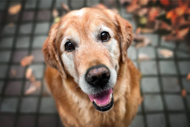 senior dog looking at you