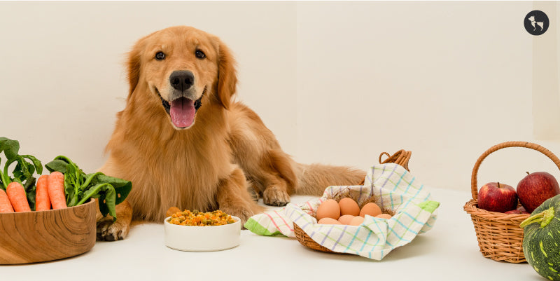 7 Essential Strategies for Optimal Dog Health in India