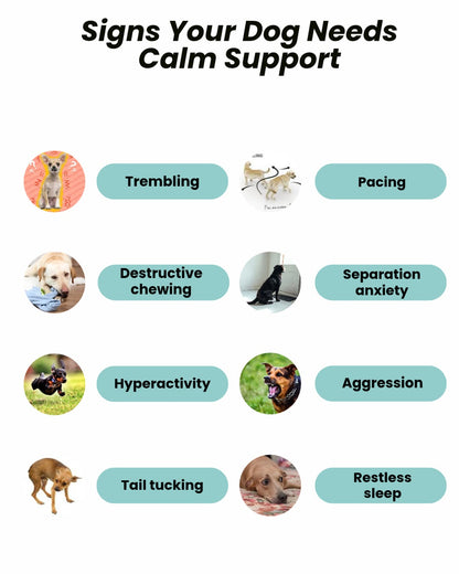 Signs your dog needs calm support: trembling, pacing, destructive chewing, separation anxiety, hyperactivity, aggression, tail tucking, restless sleep