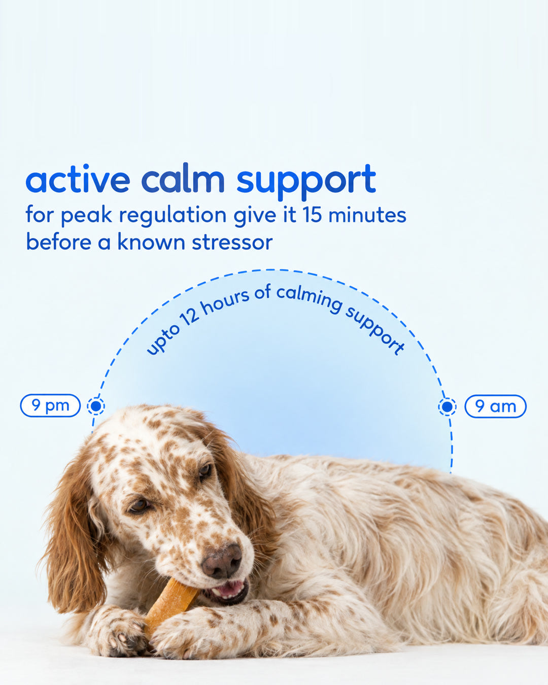 Dog chewing an Ashwagandha yak chew: give it 15 minutes before a known stressor, up to 12 hours of calming support