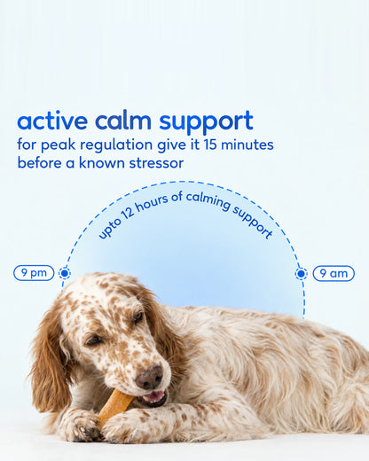 Dog chewing an Ashwagandha yak chew: give it 15 minutes before a known stressor, up to 12 hours of calming support