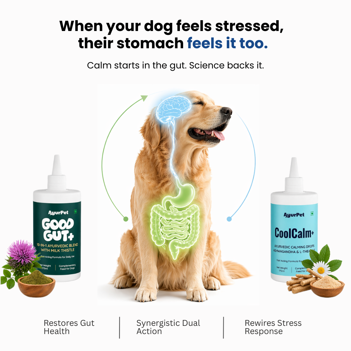 Gut Health & Stress Relief Combo | GoodGut+ & CoolCalm+ | Ayurvedic Gut-Brain Axis Support