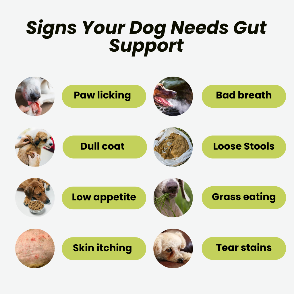 GoodGut+|  Digestive Enzymes & Prebiotics | Milk Thistle & Advanced Ayurveda |  Gut & Liver Health, Reduced Scratching & Paw-Licking | 100% Natural, 175ml
