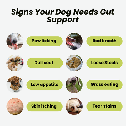 GoodGut+|  Digestive Enzymes & Prebiotics | Milk Thistle & Advanced Ayurveda |  Gut & Liver Health, Reduced Scratching & Paw-Licking | 100% Natural, 175ml