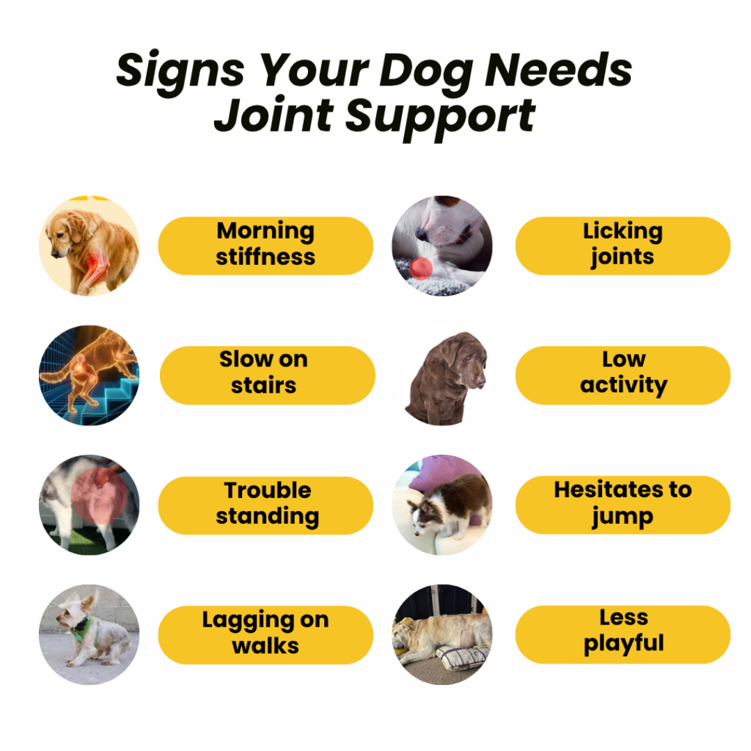 Hip-O-Joint | Joint and Mobility Support | Natural Ayurvedic Formula