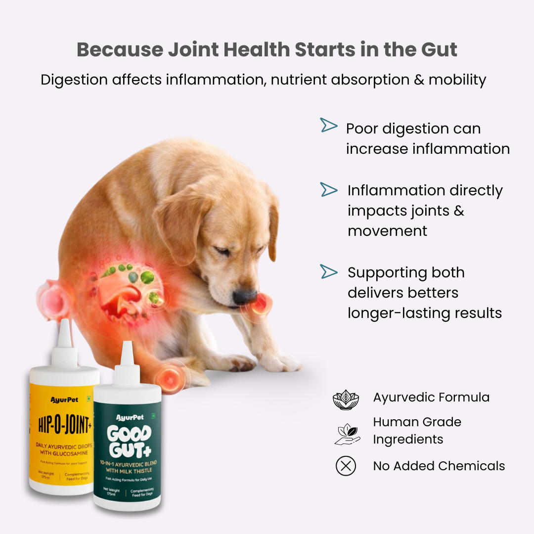 Gut & Joint Care Combo for Dogs | GoodGut+ & Hip-O-Joint | Natural Ayurvedic Formulation