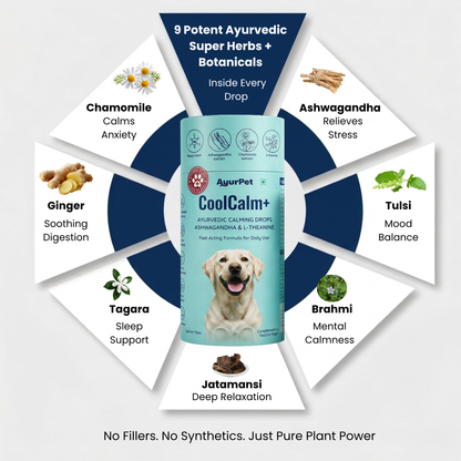 CoolCalm+ | Calming & Behavioral Ssupport for Dogs | Advanced Ayurveda + Science Backed Formulation