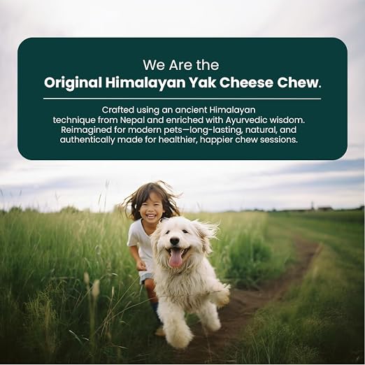 A promotional graphic for Himalayan yak cheese chews, featuring a dark green text banner at the top and a photo below of a smiling woman running with a white dog through a grassy field on a dirt path. The text reads: 'We Are the Original Himalayan Yak Cheese Chew.