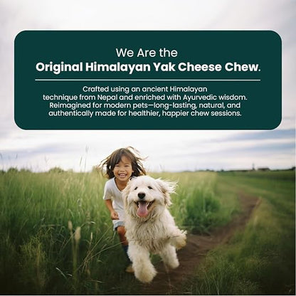A promotional graphic for Himalayan yak cheese chews, featuring a dark green text banner at the top and a photo below of a smiling woman running with a white dog through a grassy field on a dirt path. The text reads: 'We Are the Original Himalayan Yak Cheese Chew.