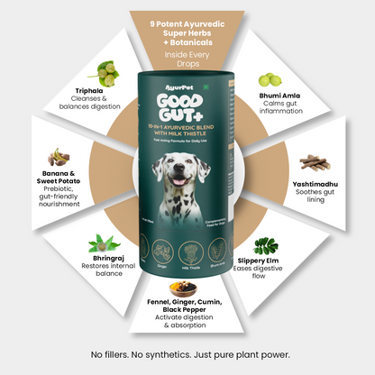 GoodGut+ | Digestive Enzyme Drops for Dog | Natural Ayurvedic Formula