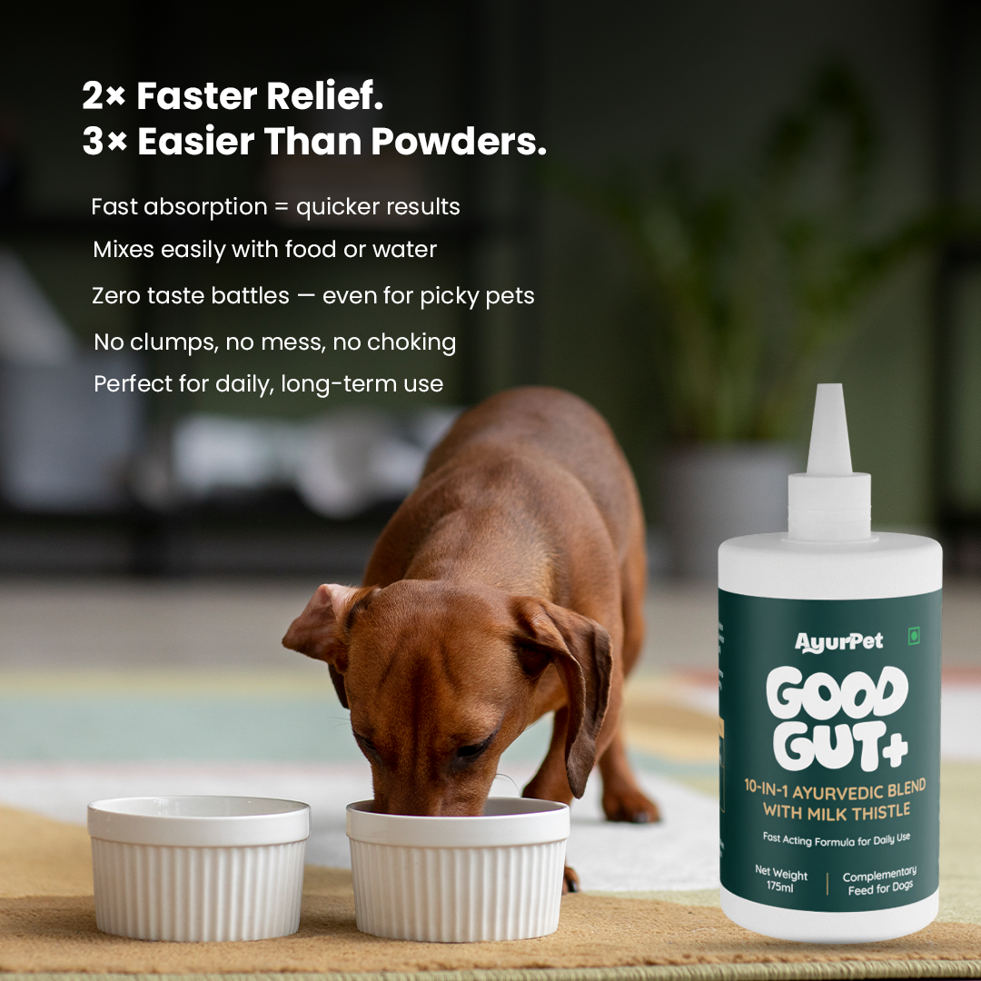 Dog drinking from a bowl with a bottle of Good Gut+ supplement in the foreground.