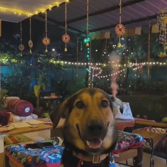 Diwali Calm Duo video: dogs hear firecrackers 4x louder; CoolCalm+ drops with 10 herbs calm without sedation, an Ashwagandha yak chew keeps them busy