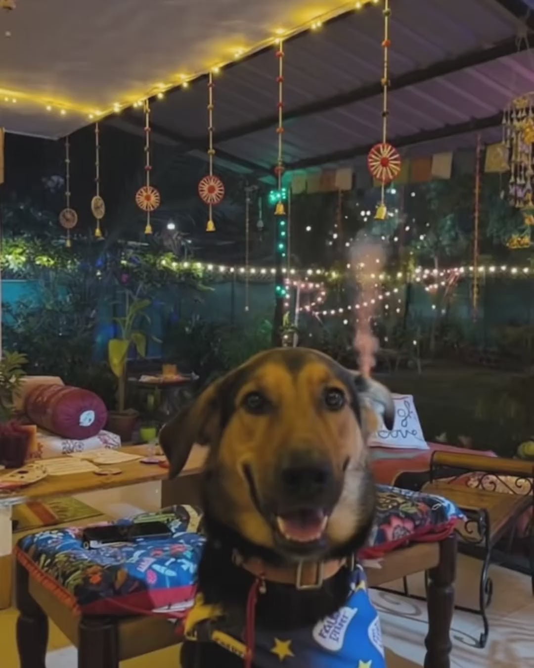 Diwali Calm Duo video: dogs hear firecrackers 4x louder; CoolCalm+ drops with 10 herbs calm without sedation, an Ashwagandha yak chew keeps them busy